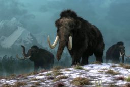 Mamuti v ledu: Co je zahubilo během jediného okamžiku?