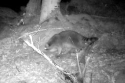 V Národním parku Podyjí zkoumali tisy a objevili mývaly