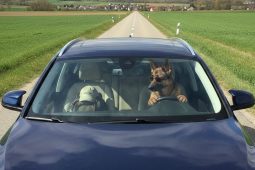 Převoz zvířete v autě má svá úskalí. Nepřipravenému řidiči se může značně vymstít