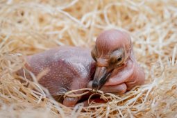 První mládě roku 2026 ve Dvoře: Safari Park se raduje z pelikána bílého