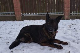 VIDEO: Pes je opravdu přítel člověka. Django pomohl vypátrat ukradený vůz z Polska!