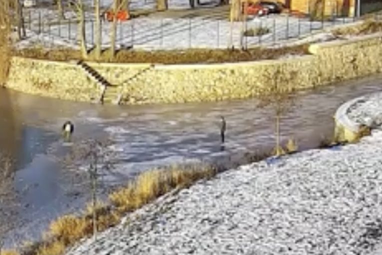 Částečně zamrzlý soutok Moravy a Bystřice