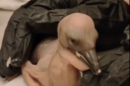 Prvním letošním mládětem v liberecké zoo je pelikán, k rodičům se vrátit nemůže