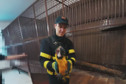 VIDEO: Papoušek uvízl ve stromě a nemohl vzlétnout