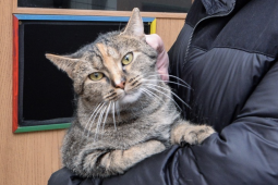 Plzeň kastruje kočky: Zastavuje nekontrolované množení toulavců!