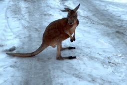 VIDEO: Klokan hopsal po silnici na Českolipsku. Vačnatec na útěku prověřil kondici policistů