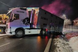 Kamion převážející dobytek havaroval v Jívoví, několik zvířat uhynulo