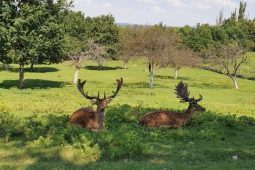 VIDEO: Zloději řádili v Globusu. Zaměřili se na zvěřinu