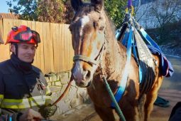 Hasiči zachraňovali koně v TJ Moravany. Uklouzl na ledu a nemohl vstát