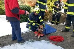 Jihomoravští hasiči zachránili dva psy