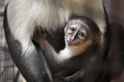 Rekordy, mláďata i nové projekty. Jihlavská zoo má za sebou úspěšný rok a chystá další novinky