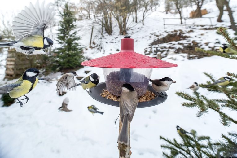 Sýkorky na krmítku