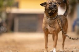 Přísnější zákon proti týrání zvířat už přináší první výsledky. Jak správně upozornit na nevhodné zacházení?