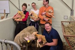 Zázrak na Veterinární univerzitě v Brně: Narodila se jehněčí paterčata