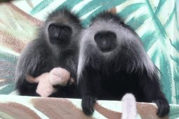 Ohroženým guerézám v Zoo Hodonín se narodilo první miminko. Vypadá jako malá panda