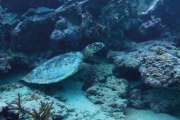 Vydejte se pod hladinu i do pralesa: Cyklus ZooKaleidoskop zve na cestu do Indonésie 