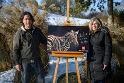 Hřebec Phil jako symbol ochrany. Dvůr Králové připomněl kritický stav zeber bezhřívých