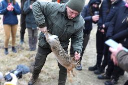 Zajíci budou monitorováni a zradidla testována. Jihočeský kraj chce předcházet střetům se zvěří