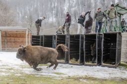Zubři z evropských zoo se vracejí do volné přírody, tři vyrazili z Olomouce