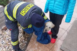Zamrzlá hladina uvěznila psa. Hasiči vyrazili na pomoc