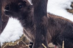 V brněnské zoo mají důvod k radosti. Narodilo se mládě takina