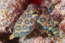 Nejjedovatější chobotnice světa: Je krásná a fascinující, ale rychle zabíjí