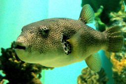 Pokrm připravený z ryby zvané čtverzubec je nejnebezpečnější delikatesou světa