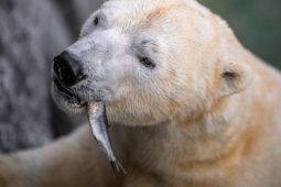 Zoo Praha chystá víkend s ledními medvědy a ochranou přírody. Lidé uvidí práci chovatelů