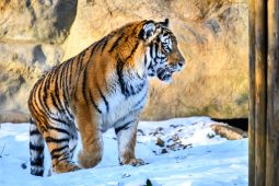 Tygr Ozzy ze zlínské zoo odcestoval do Portugalska. Čeká ho nový domov i budoucí partnerka