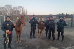 Splašení koně běhali po silnici. V Kladně zasahovalo několik hlídek