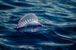 Krásná a nebezpečná: Setkání s měchýřovkou může bolet