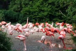 Ptačí chřipka v Zoo Praha. Zahrada uzavřela část expozic, návštěvníky uklidňuje