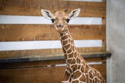 Po 12 letech se ve Dvoře Králové narodila žirafa síťovaná