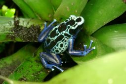 Jak šípová žába získala svou smrtící pověst. Člověka dokáže zabít během minut