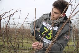 V pátek změří vinaři své síly v řezu révy vinné ve Skalce u Ježova