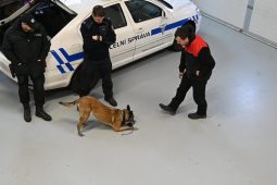 VIDEO: Tři složky, jedna smečka. Psovodi policie, celníků a armády cvičili v Heřmanicích