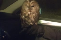 Puštíka srazilo v noci na Českolipsku auto. Zraněnému dravci pomohli policisté