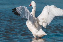 Ptačí chřipka v Uherském Hradišti: Veterináři potvrdili nákazu u uhynulé labutě