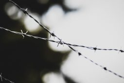 Vězeň na Českolipsku prchal před policisty. Pes ho vypátral v bažinách