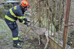 Hasiči v Jaroslavicích zachránili zraněného srnce z kovové pasti