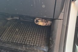 Kočičí drama ve Zlíně: Hasiči museli rozebrat auto, aby zachránili černého pasažéra