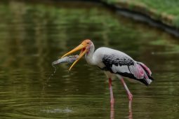 Zlínská zoo se přidá ke kampani na záchranu mokřadů
