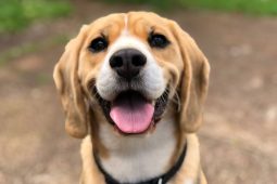 Když radost ze psa zůstane na chodníku. Město nabízí jednoduché a dostupné řešení