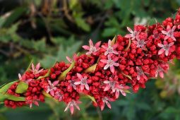 Kvete jednou za život: Gigantická lilie právě rozkvétá v liberecké botanické zahradě