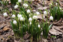 VIDEO: Údolí Sejfů se probouzí. Začíná čas bledulí