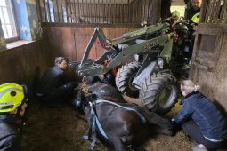 VIDEO: Klisna zůstala ležet ve stáji. Na nohy jí pomohli semilští hasiči