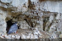 Sokol stěhovavý i letos zahnízdil nad jeskyní Jáchymka