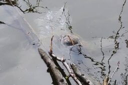 Na Matičním jezeře vyvolal rozruch objekt na hladině. Připomínal lidskou hlavu