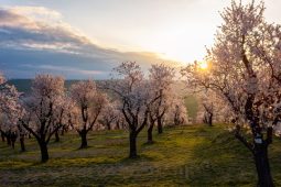 Mandloňové sady v Hustopečích se zahalily do růžovobílé barvy