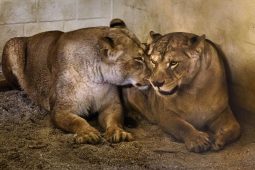 Do záchranného centra ve zlínské zoo dorazily první dvě zabavené lvice